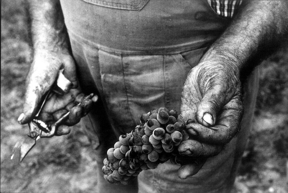 Mani che vendemmiano