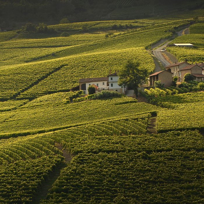 Michele Chiarlo - Cru Cerequio