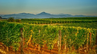 Michele Chiarlo - Cru Rovereto