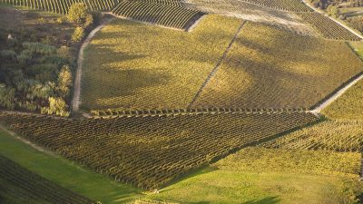 Michele Chiarlo - Vigneto Costa delle Monache