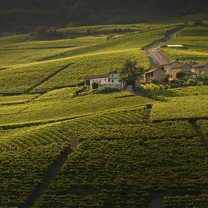 Nuovo sito, nuovo blog: Michele Chiarlo Experience