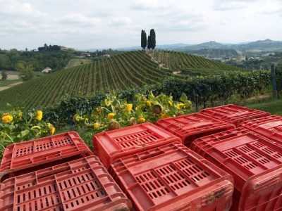 Stagione vendemmia 2019
